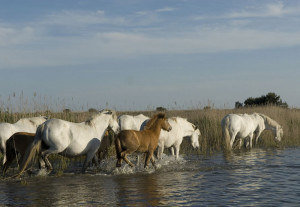 Cheveaux Camargue